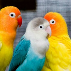 ZaZoo