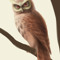CaptainOwl