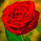 Ahmed Ezz 19