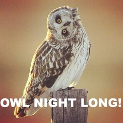 DJ Owl Night Long
