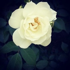 breannaarmstrongbreanna