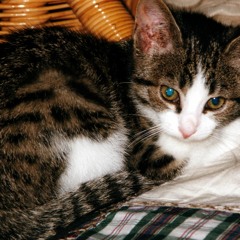 Florence and the Muffina