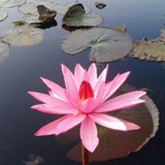 Phakhamon Suraditnan