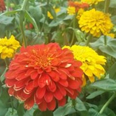 Phương Anh Nguyễn