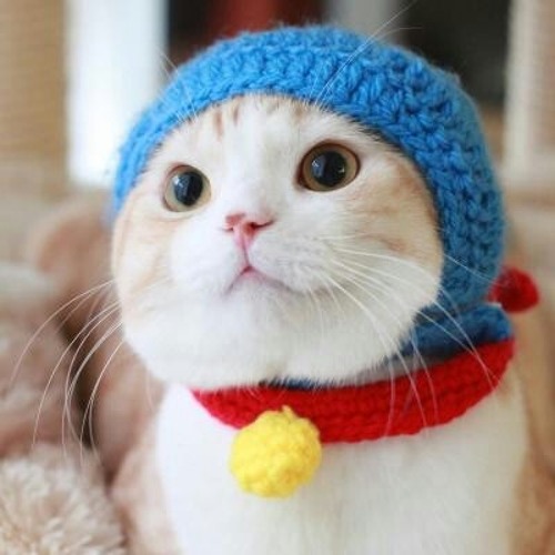 Милые котики в шапочках