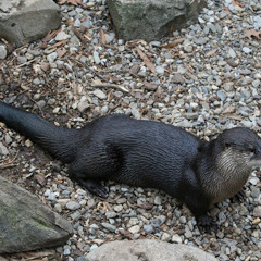 Eric “Elopus” Lopushansky