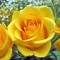 Wah Khaing
