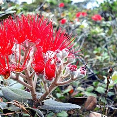 kauaiboarz