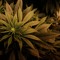 Amorphys