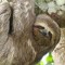 sarcasticdrugsloth