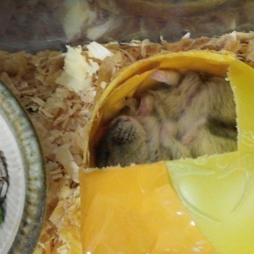 Image result for Hamster acclimation supplies - Hamster Acclimation Supplies