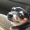 a dog