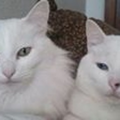 Iago Seoane Rodríguez