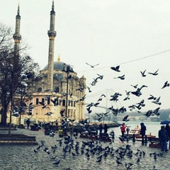 شيلات