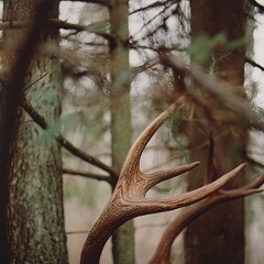 Rooftop Hymns - of the moon and morning sky