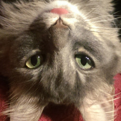 Heidi Icescreamtruck Wong