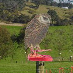 Laughing Owl
