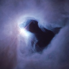 North London Nature Hour