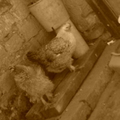 Herbert Mallqui Castro