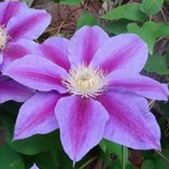 Sharon Moughtin-Mumby