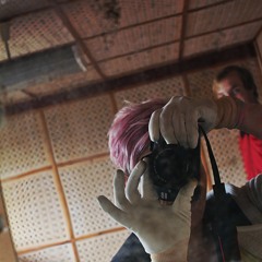 Dominique Schönrock