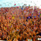 Beach Party Music 2025