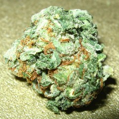 NoticDaDon-FUKKNIGGAS