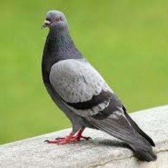 An ordinary pigeon