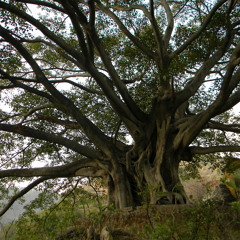 NinJahKoO