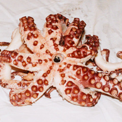 Tigerdelphine