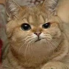 Señor Gato