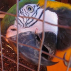 Beth Pereira Ramalho