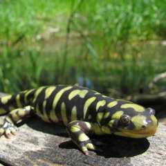 the salamander