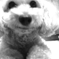 RESTAと100均ビーツ