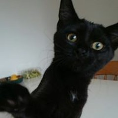 Sebastian Hendrik van Os