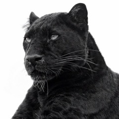 Sir Spyro- Topper Top Vs Don Cotti - Trap Lord (Upgreyed Smashup) FREE DOWNLOAD IN COMMENTS