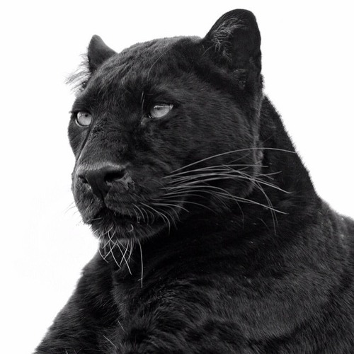 Sir Spyro- Topper Top Vs Don Cotti - Trap Lord (Upgreyed Smashup) FREE DOWNLOAD IN COMMENTS