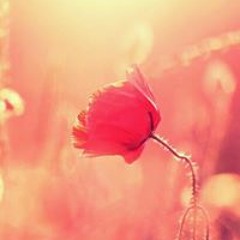 네메시스 솜사탕 노래방반주 흥얼스
