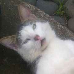 WEN'S ZIKS
