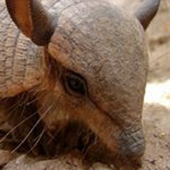 Yvonne Wilke-ijsselstein