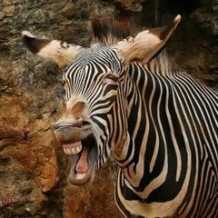 roussellefatimarousselle