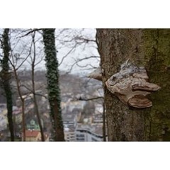 schipperwillemschipper