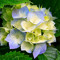Sunitha C