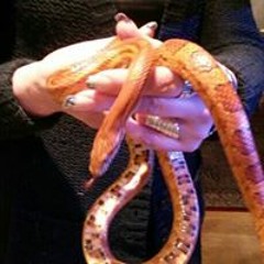 Tia Grane-Holmström