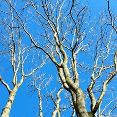 brissetmaissanebrisset