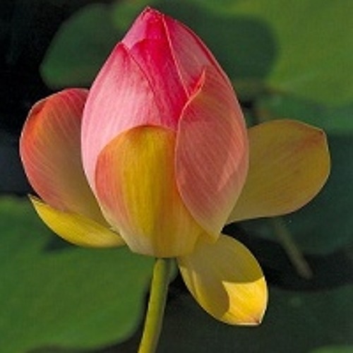 1-15 Sonata for Flute and Harpsichord In B Minor BMV 1030 - IV