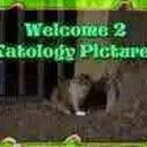 katology_pictures’s avatar