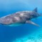 Whale Shark Dance Party!