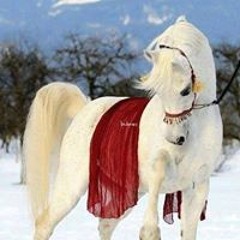 hany mohmed