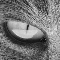 Maccabi djset 1 sp - Maccabi style